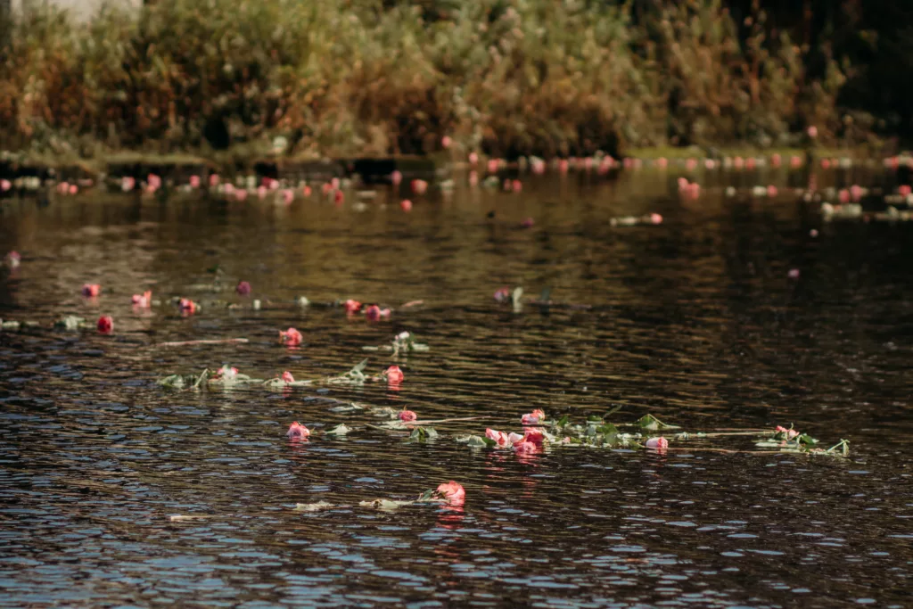 roses floating on water
